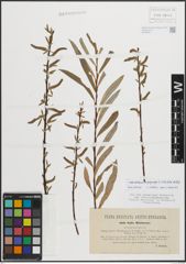 Foto von Salix eleagnos Scop. x Salix purpurea L.
